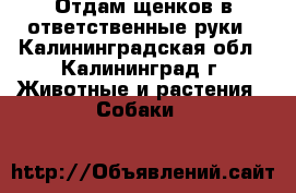 Отдам щенков в ответственные руки - Калининградская обл., Калининград г. Животные и растения » Собаки   